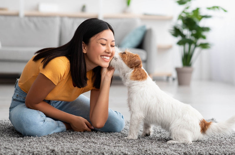 Can an Air Purifier Help With Pet Allergies?