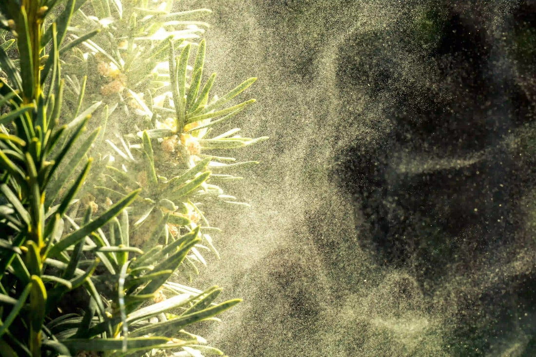 Spring Into Action to Fight Pollen Allergies with 3 Simple Steps