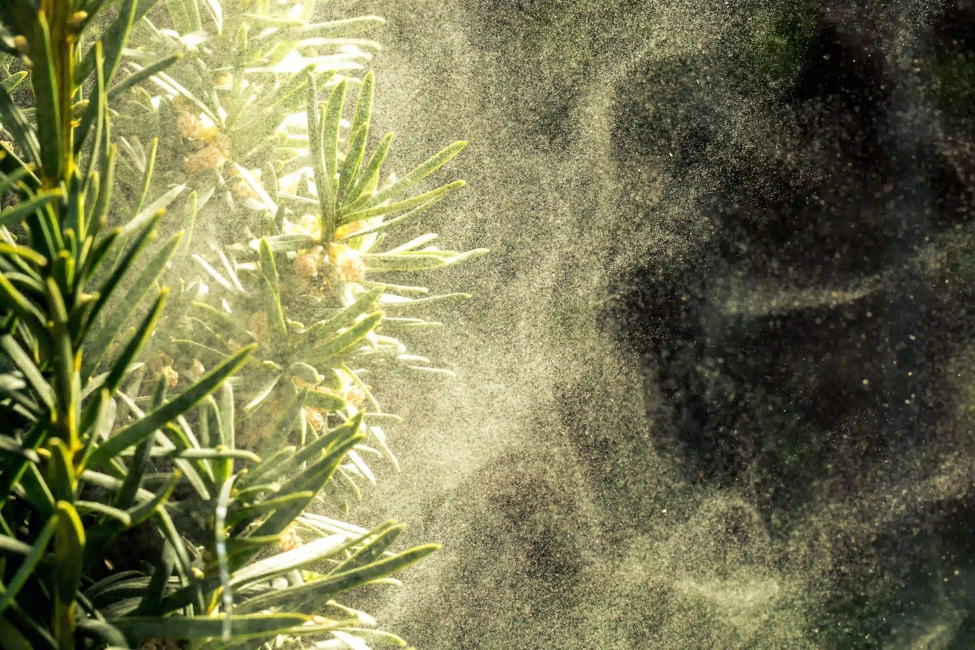 Spring Into Action to Fight Pollen Allergies with 3 Simple Steps