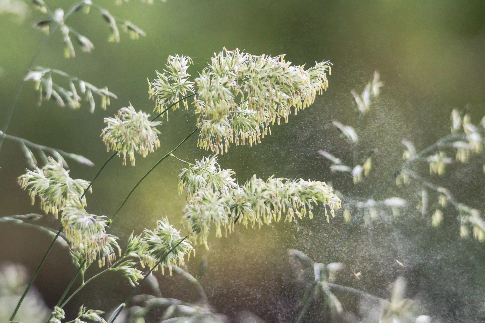 Grass Pollen Season: What to Know and How to Protect Yourself from It