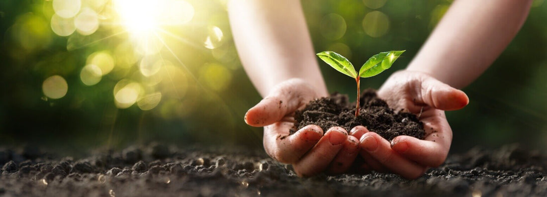 AirDoctor Plants 4,454 Trees for Earth Day!