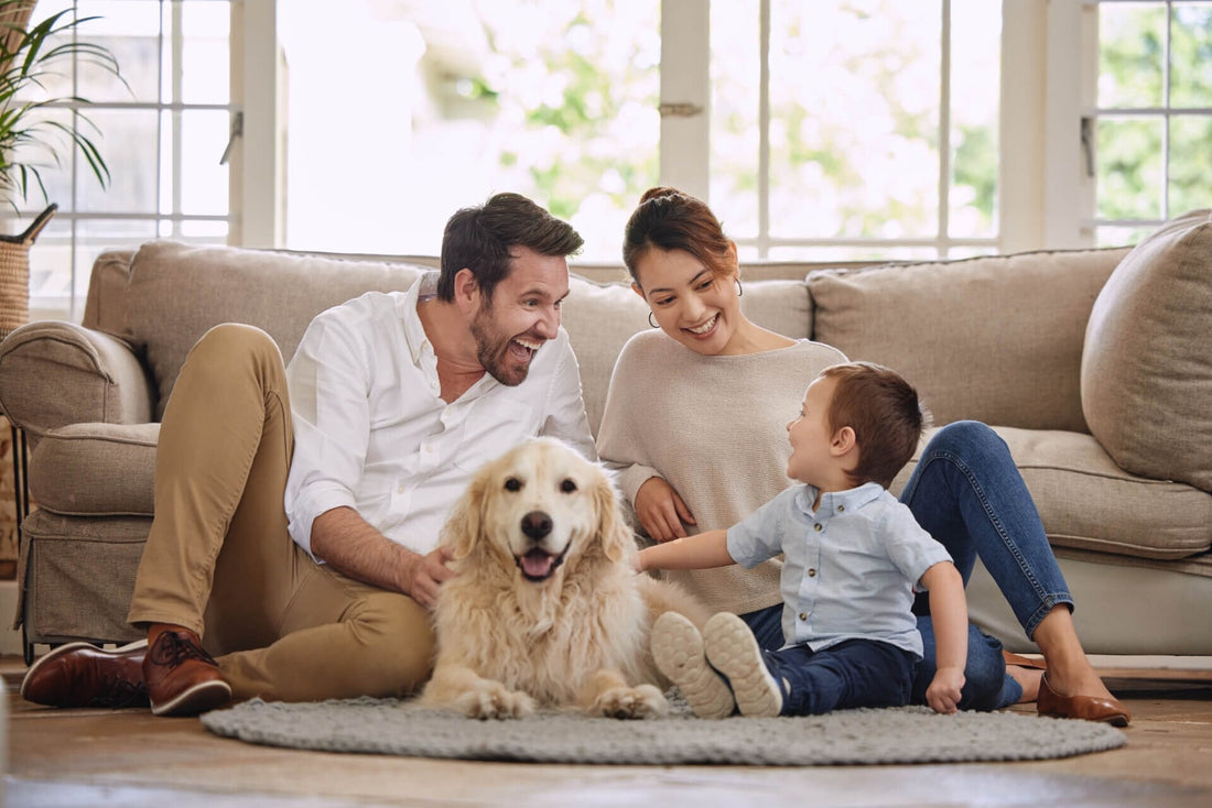 How to Remove Pet Allergens in Your Home
