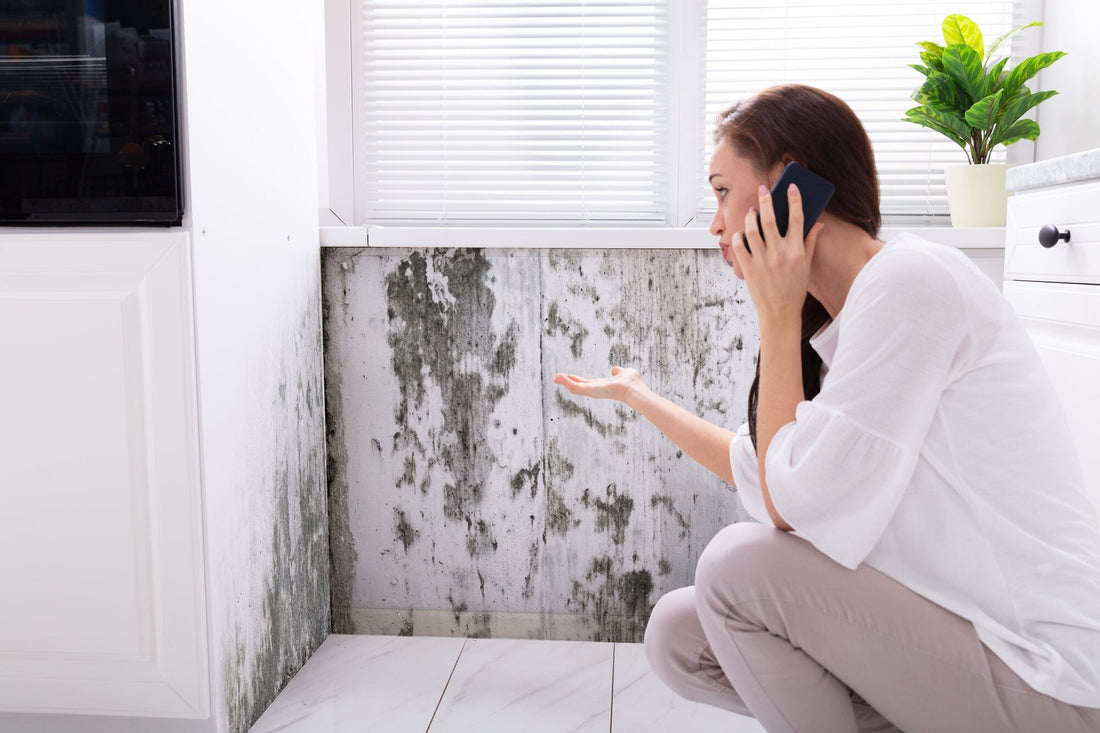 Why Mold Growth Increases During the Summer