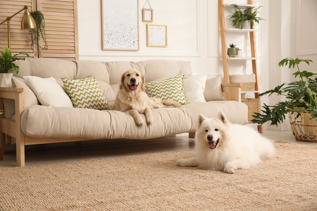 The Impact of Poor Air Quality on Pet Health